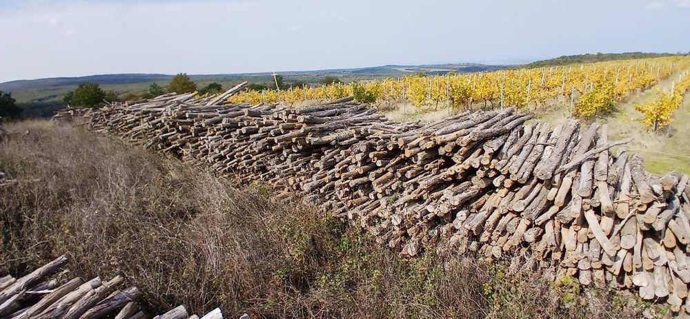 Дървени колове за конструкция на лозя