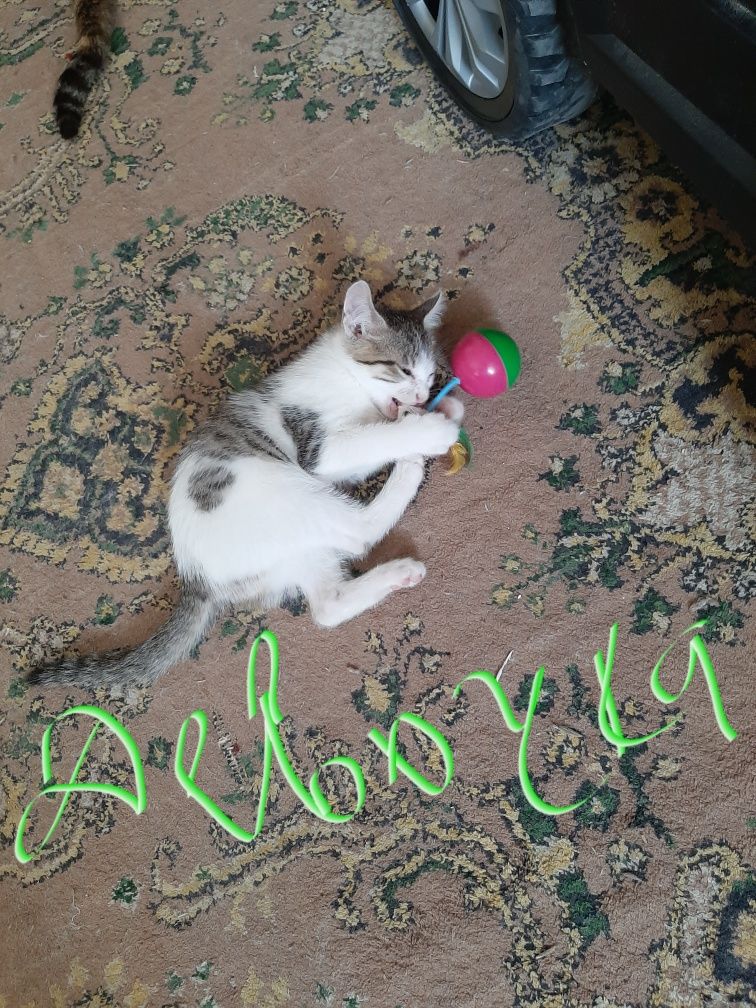 котята бесплатно в хорошие руки