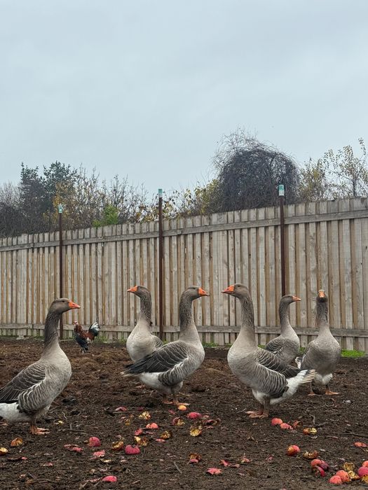 Продавам млади гъски