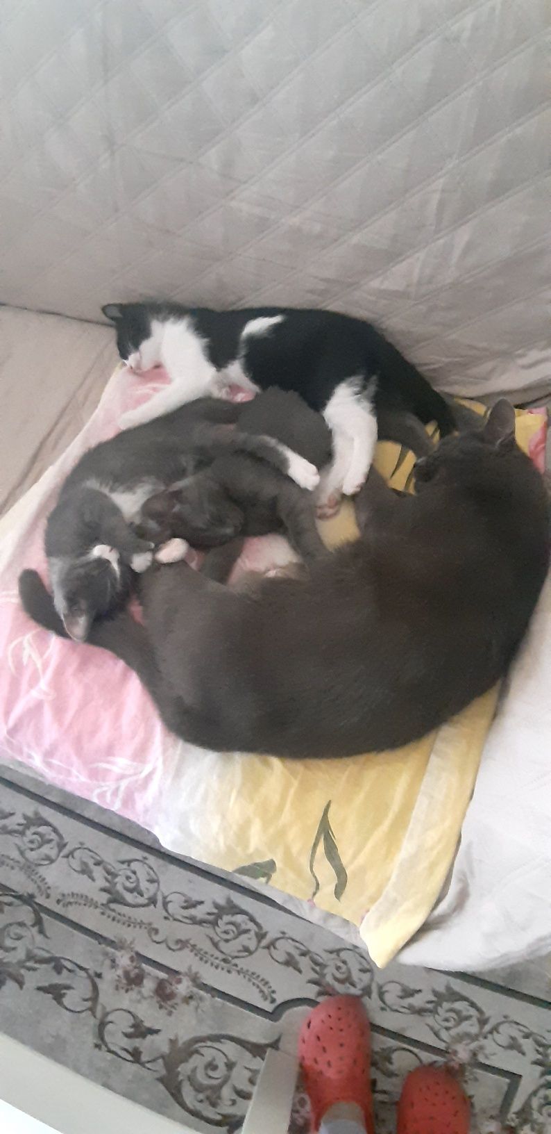 Donez  trei pisoi de 2 luni jumatate