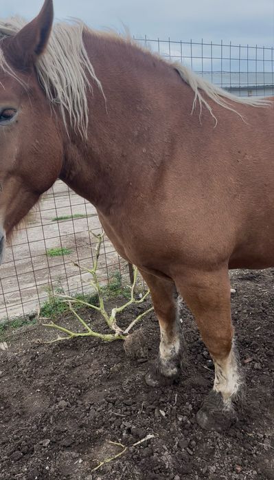 Vand iapa sange rece polonez