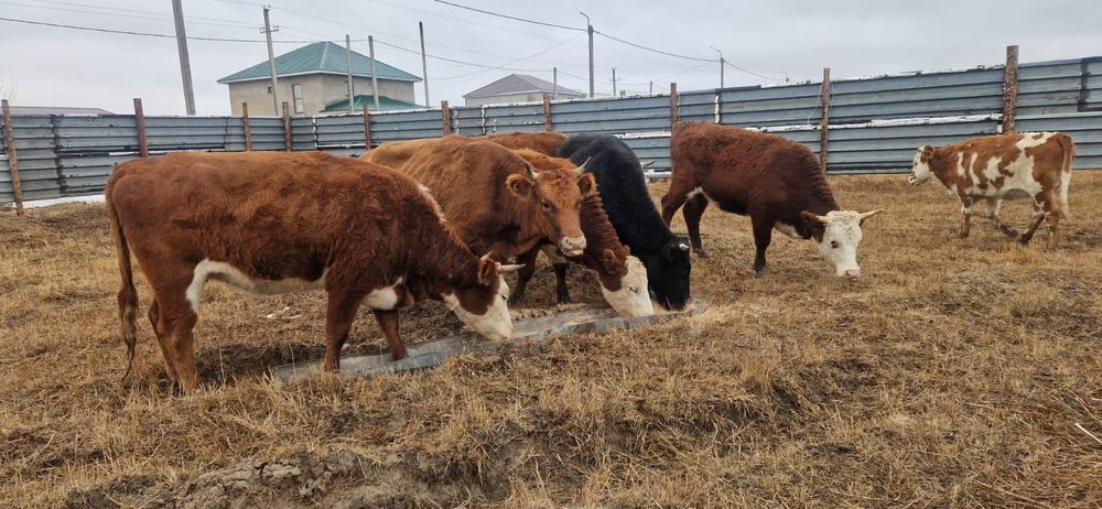 Тайынша,сиырлар сатылады