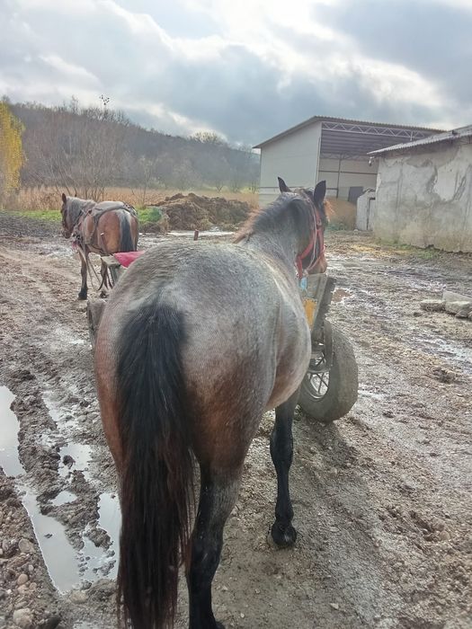 Vând sau schimb Mânz de un an și 4 luni forte cuminte