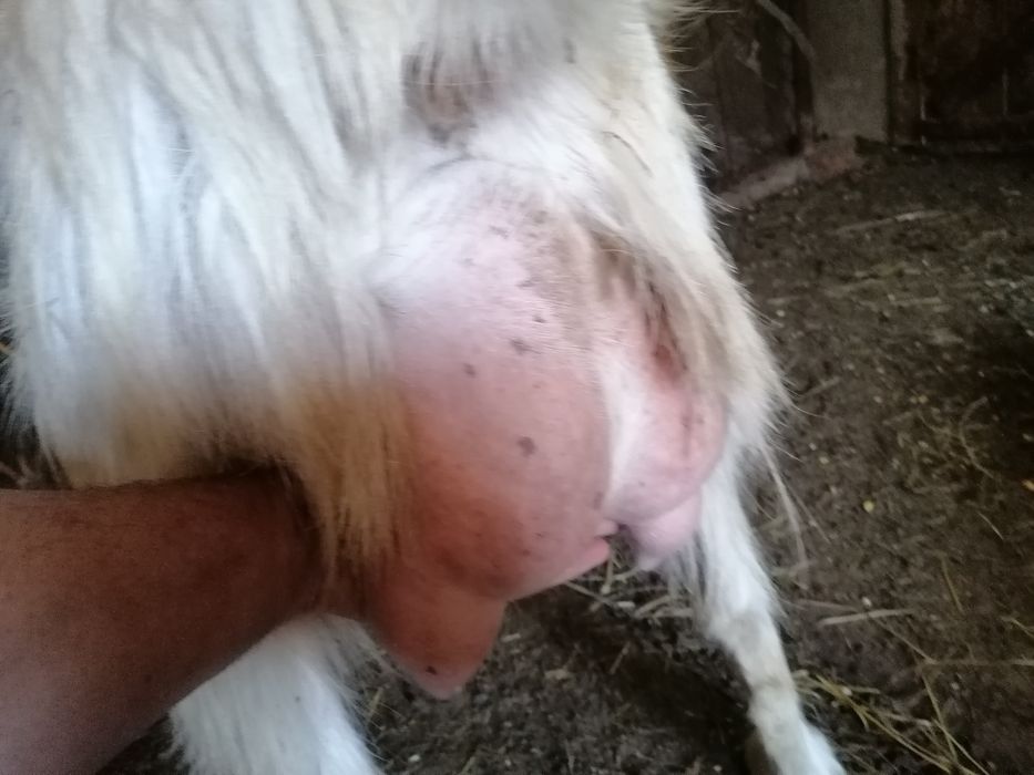 Capre îngrijite acasă