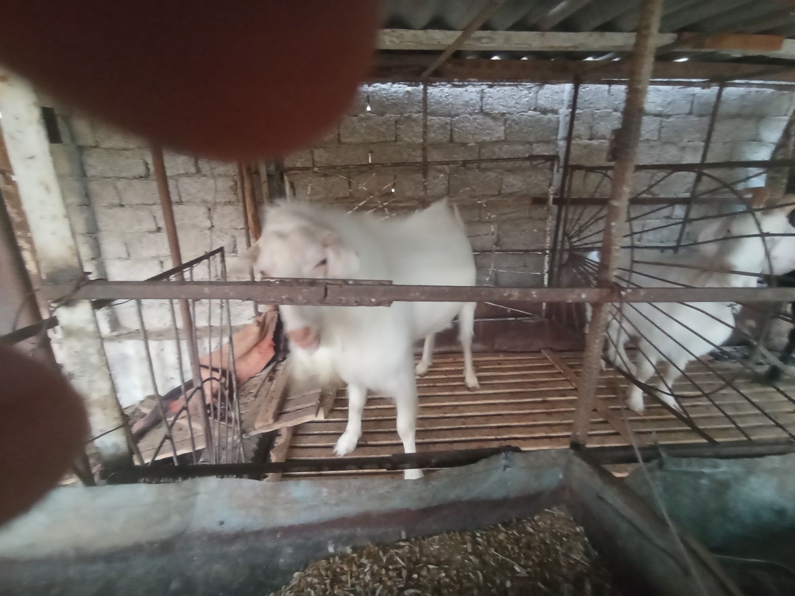 Zotga echki sotiladi