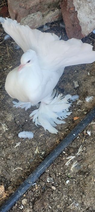 Vind sau schimbPorumbei rotați King texani