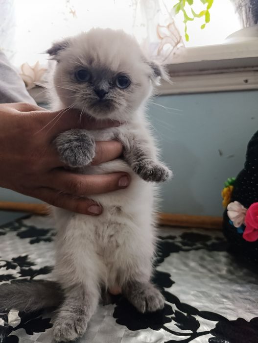 Продаётся котята породистые