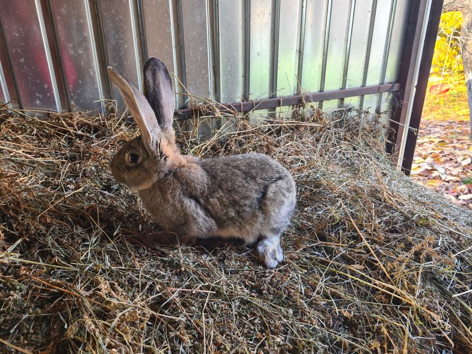 Femela Urias German Gri