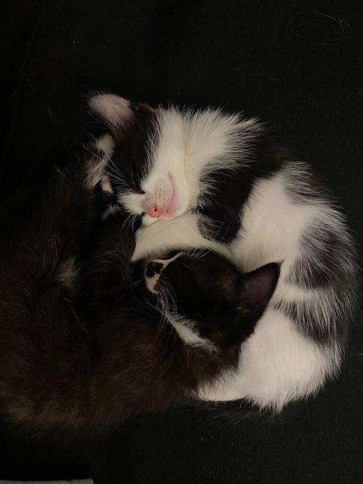 Котята ищут дом. Отдам в добрые руки