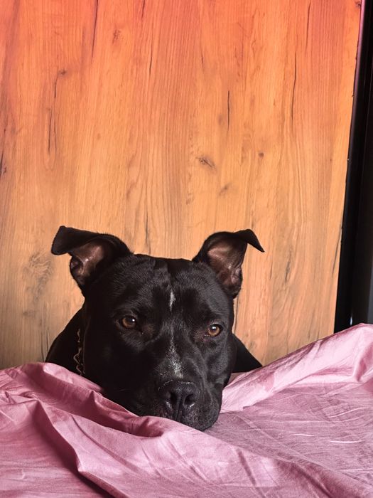 Pet sitter- Bucuresti