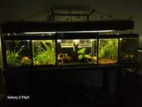 Crescatorie guppy acvarii/acvariu o bucata