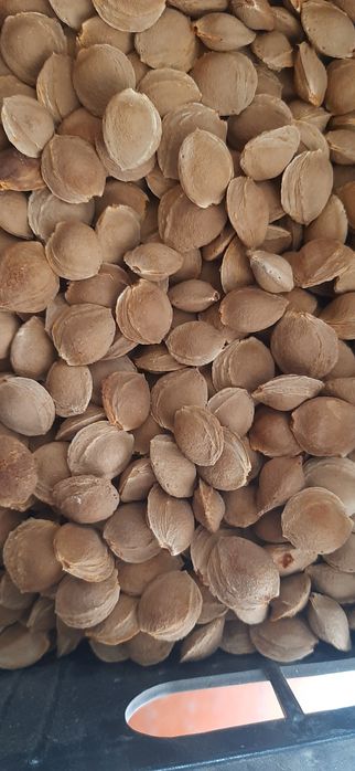 Продам косточки абрикоса