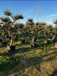 Garden Devis | Măslini Olea Europaea - Lux Rafinament