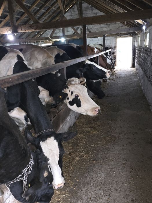 Disponibile vaci holstain