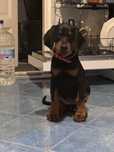 Cățeluș Doberman 2 luni