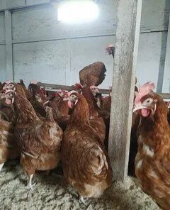 Продам курей бройлер срочно, распродажа.