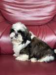 Vand schimb  shih tzu cu pedigree