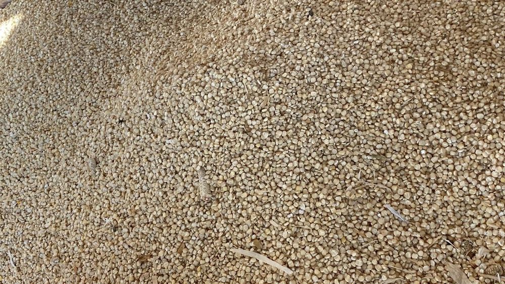 Ақ жүгері сатамыз