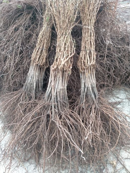 Vând butasi vita de vie