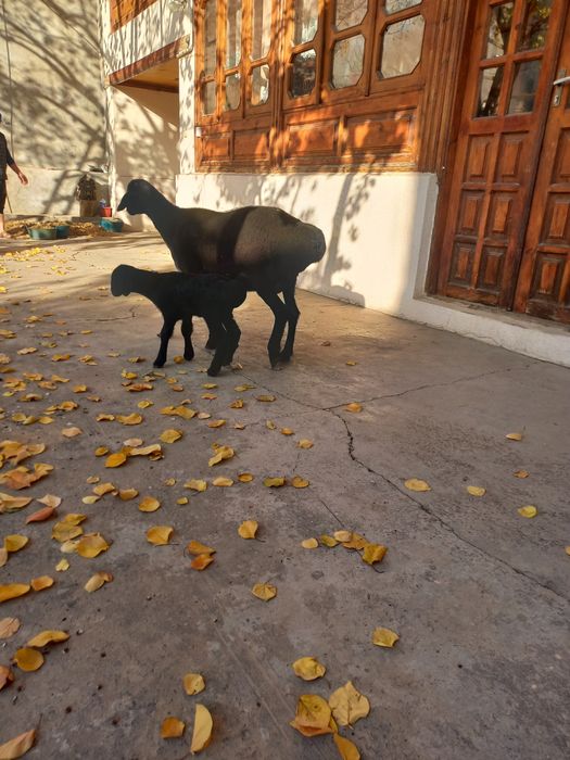 Ona bola sovliq sotiladi