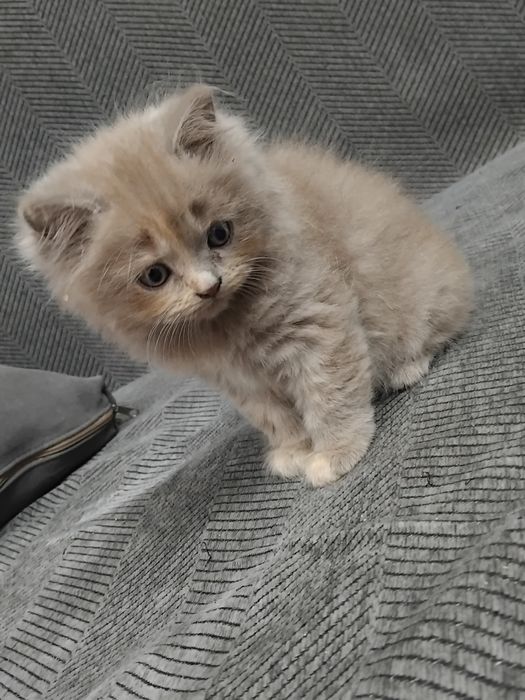 Британские плюшевые котята