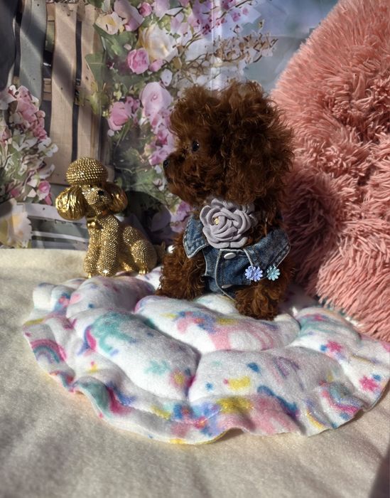 Запазена! Пудел тийкъп момиче всички ваксини