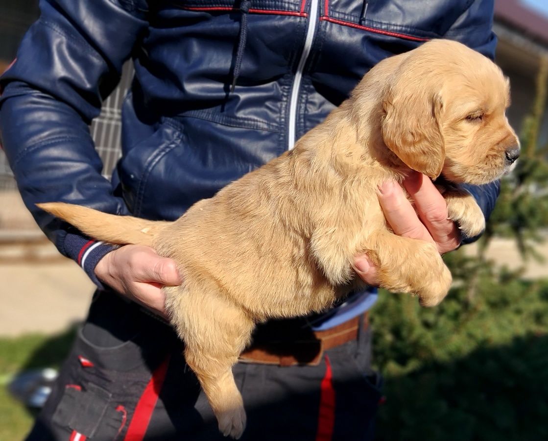 Pui Golden Retriever crem cu certificat tip A