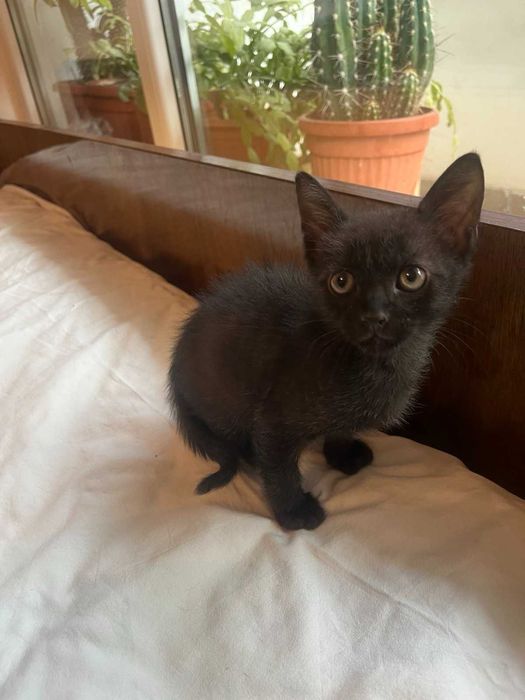 Подарявам мъжко коте