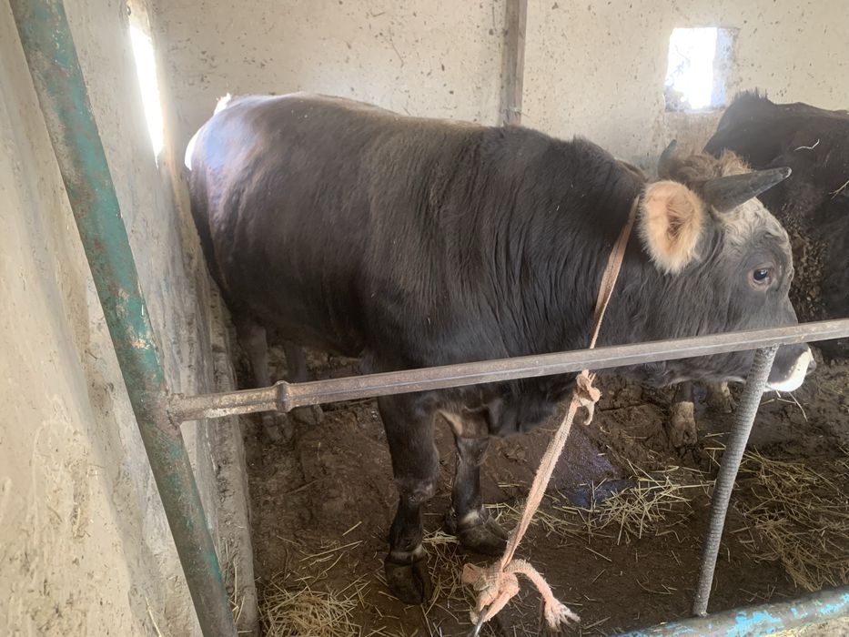 Семіз байланған бұқалар сатылады