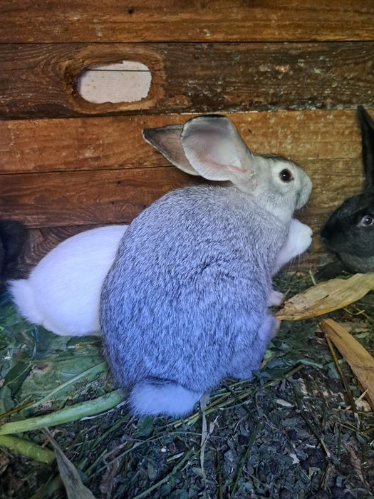 Vând iepuri 3 luni și 4 luni