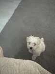 Bichon alb impecabil
