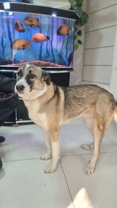 Девочка Люсси (помесь алабая)  ищет семью