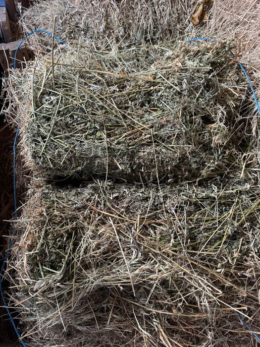 Baloti fan amestecat cu lucernă