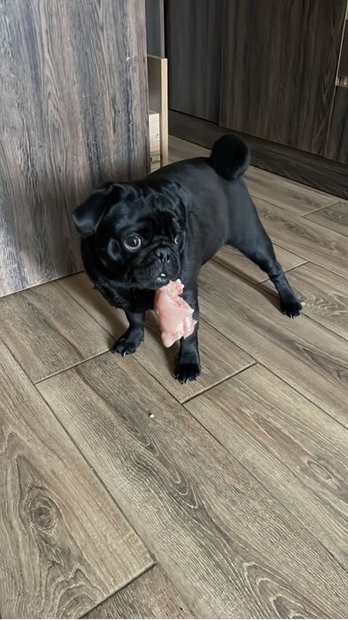 Продам черного мопса