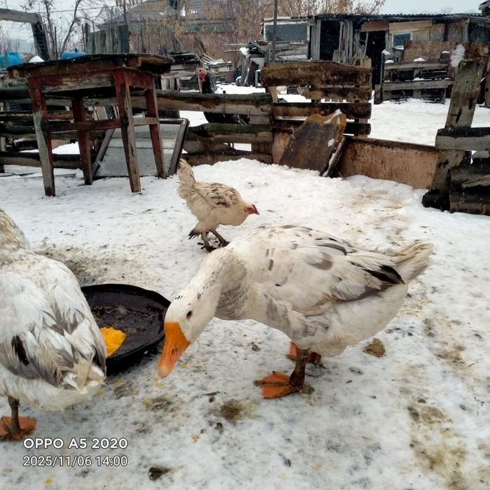 Продам гусей живьём