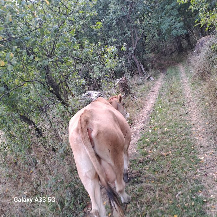 Vând  vaca cu vârsta de 3 ani, primul vicel.