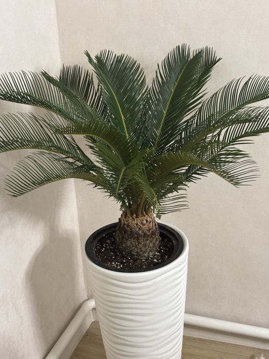 Продам декаративный большрй домашний цветок