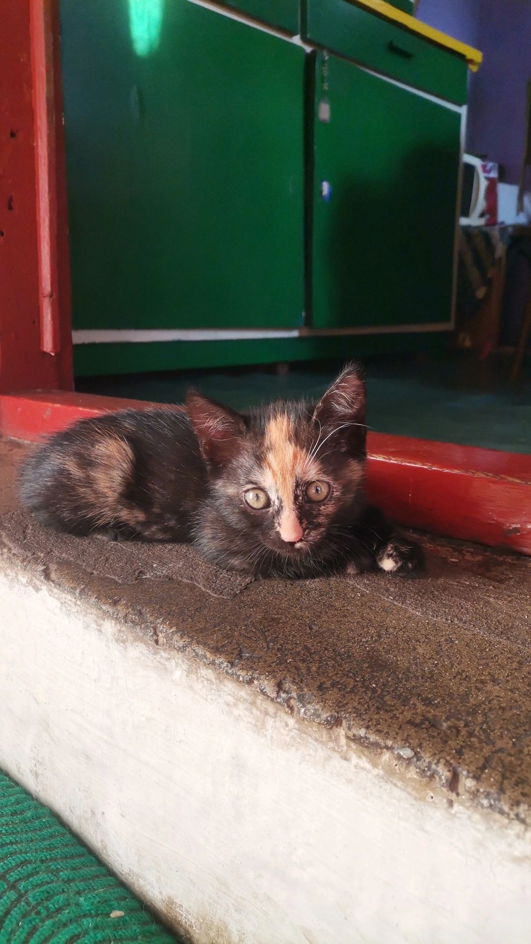 Adoptie 2 pui de pisica Calico 2 Fete și un băiat Pisica neagra