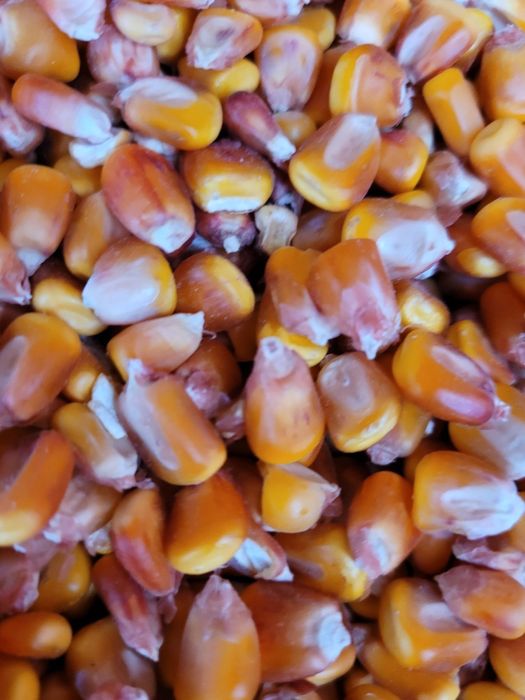 Porumb Malai Boabe de vanzare