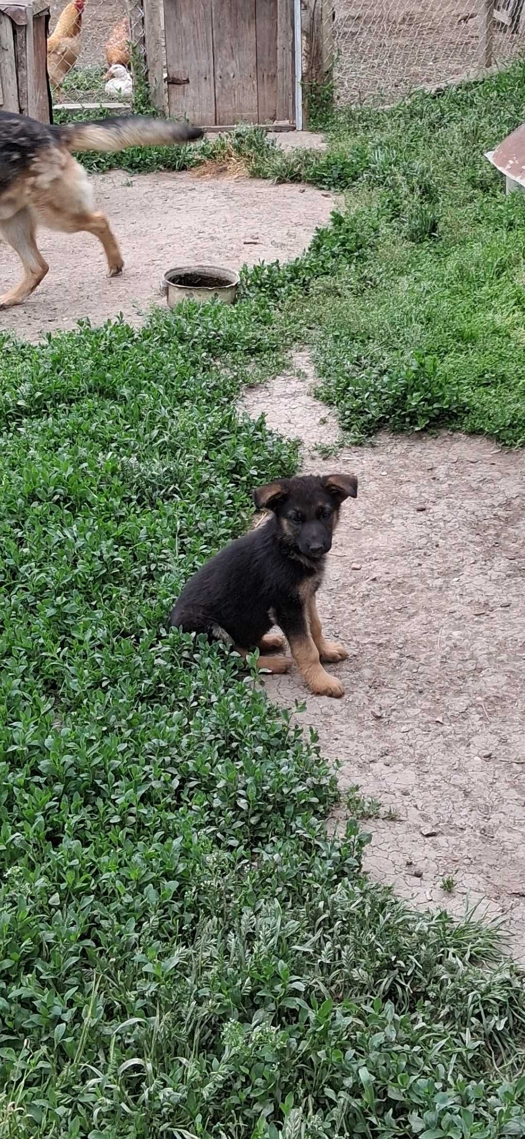 Кученца Немска овчарка