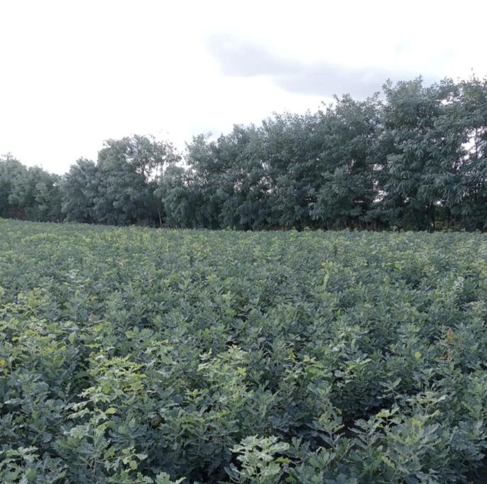 Puteți salcâm  mestecan fag