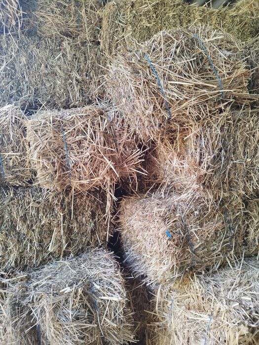 Baloti trifoi lucerna