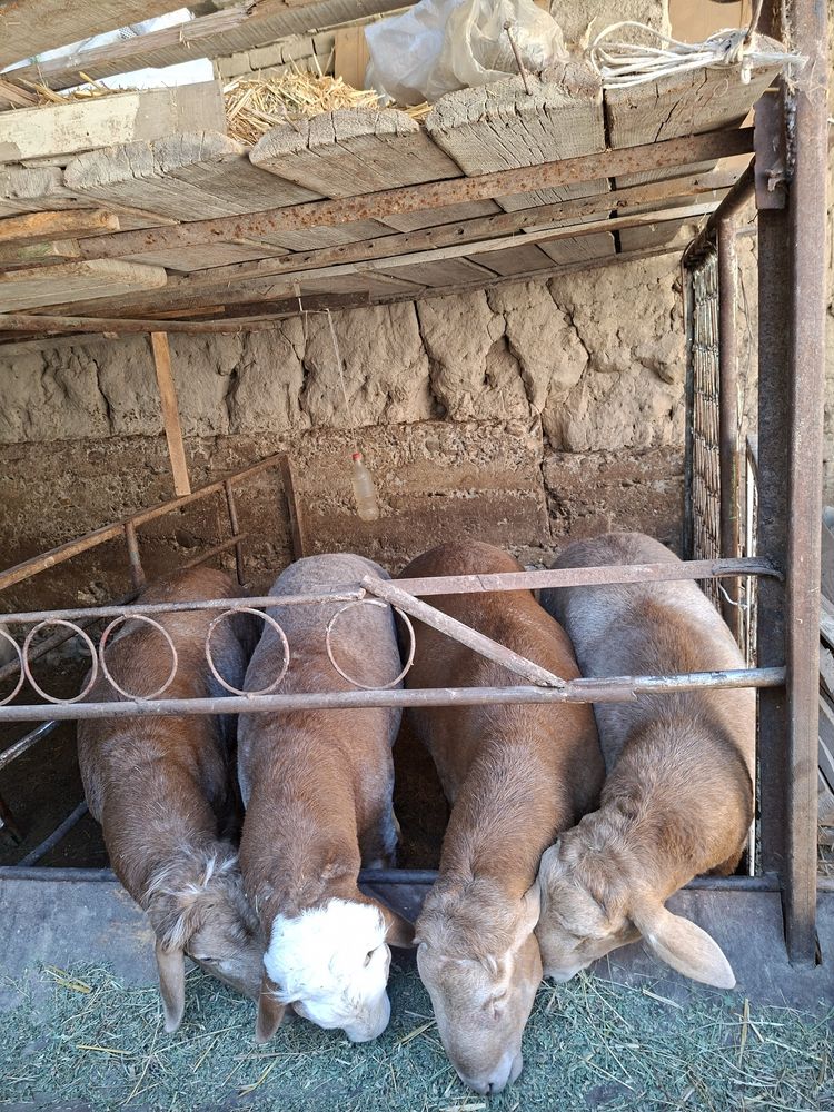 Qurbonlikka Qo’ylar Bor