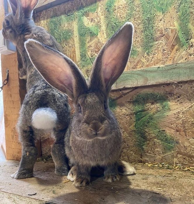 Tineret de urias german vacinati