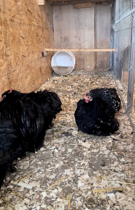 Familie Cochinchina Pitic negru/negru-bobat