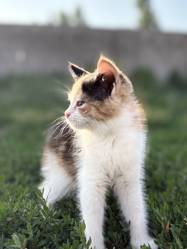 Отдам девочку котенка