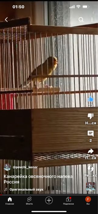 Продам Кенаров Овсяночного напева . Самцы 30 Самочки 20 тысяч тенге-