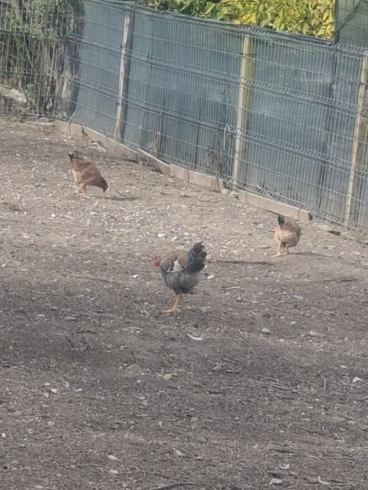 Găini și cocosii de vânzare