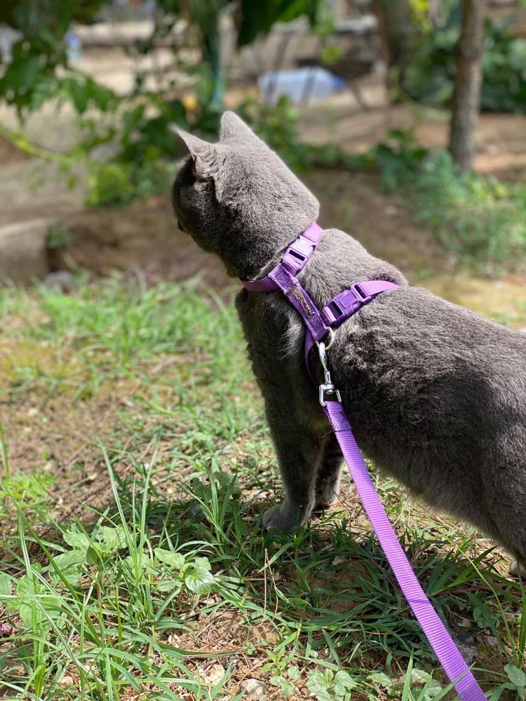 British shorthair Бритиш