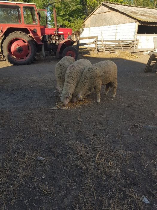 De vânzare 3 berbecuți merinos